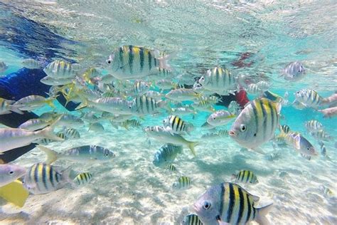 3 Best Snorkeling Experiences In Cabarete