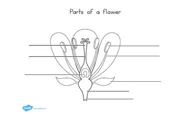 Parts of a Plant and Flower Labelling Worksheet by Twinkl Printable ...