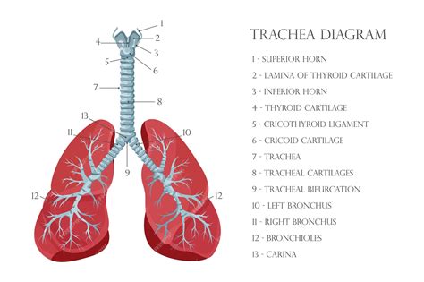 Tracheal Cartilage Diagram