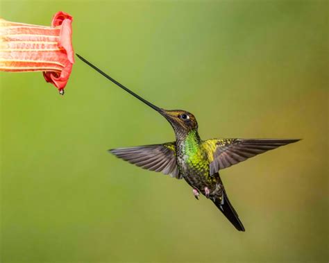 Sword-billed Hummingbird | BirdPhotos.com