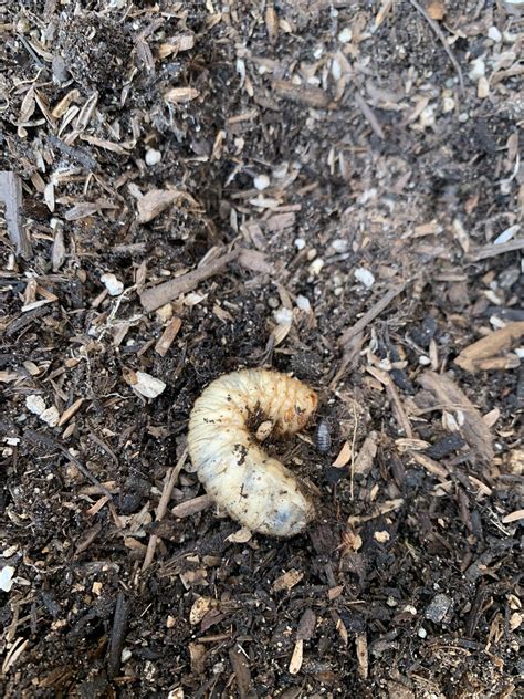 Does anyone know what this giant white worm is?? Want to know if it’s bad or good for the garden ...