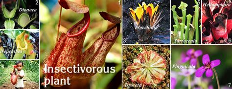 Insectivorous Plants With Names