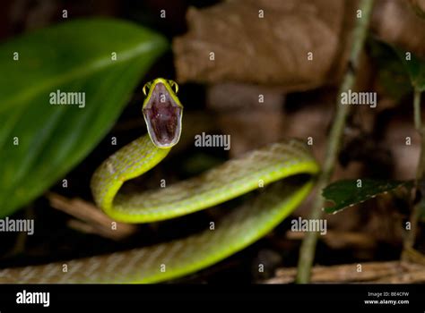 Lora Snake, Green Parrot Snake (Leptophis ahaetulla) in defensive ...