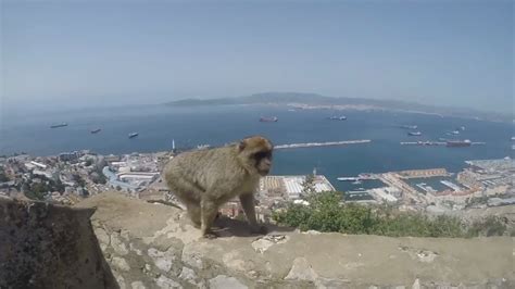 Re: IntRe:pid - The monkeys on the Rock of Gibraltar