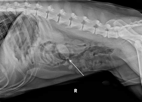 Veterinary Key Points: Case Outcome: Patriot the pitbull with acute vomiting