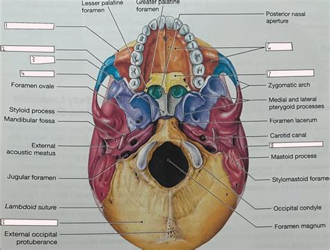 inferior view of the skull Diagram | Quizlet