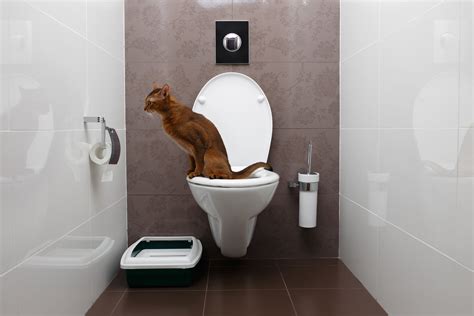 Is Toilet Training Right for Your Cat?: 10 Factors to Consider — Space ...