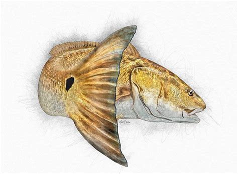 Redfish artwork sketch by Mark Erickson marine life artist