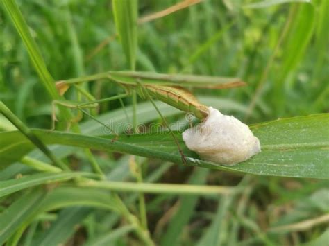 Praying Mantis Female Laying Egg Sacs on the Blade of Grass Stock Photo - Image of arthropoda ...