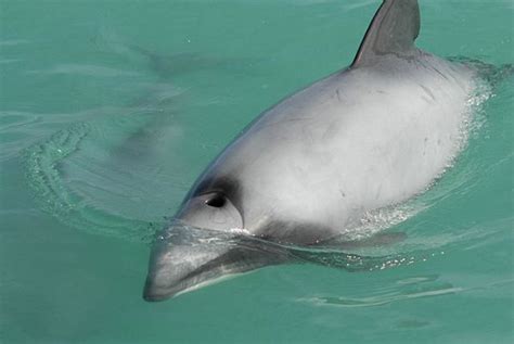 Hector's Dolphin - Animal Facts and Information