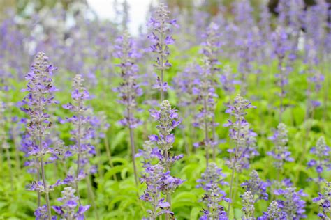 Blue salvia,salvia flower in the garden. – First Choice Tree Nursery