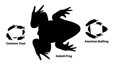 Goliath Frog (Conraua goliath) Dimensions & Drawings | Dimensions.com