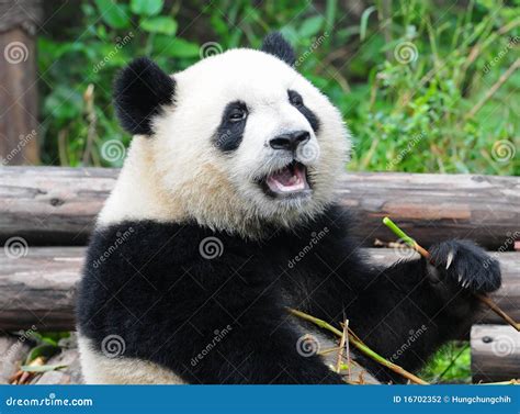 Giant Panda Bear Eating Bamboo Stock Photo - Image of nature, orient: 16702352