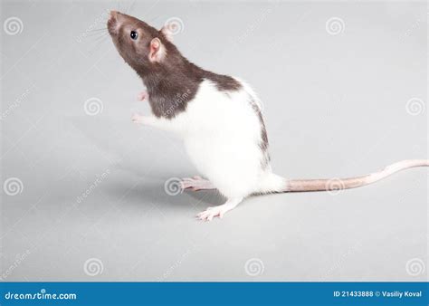 Laboratory rat stock photo. Image of biology, experiment - 21433888