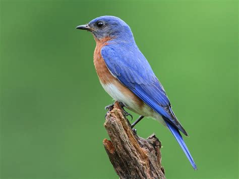 What is the State Bird of Missouri? (And Why?) | Bird Fact