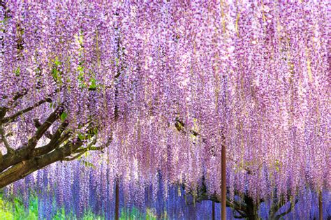 There are many beautiful spring flowers in Japan. | tsunagu Japan