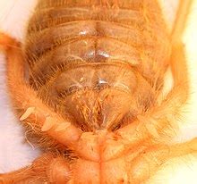 Solifugae - Wikipedia