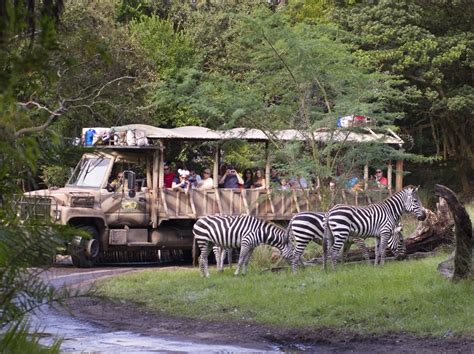 Guests are Seeing Stripes at Disney’s Animal Kingdom — Zebras Out on New Kilimanjaro Safaris ...