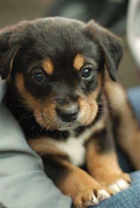 Black and brown puppy cute photography animals dogs | are you kidding me right meow? | Pinterest ...