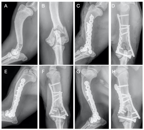 Veterinary Sciences | Free Full-Text | Treatment of Y-T Humeral ...