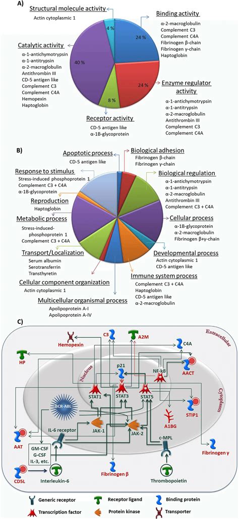 Classification of identified protein according to their (A) molecular ...