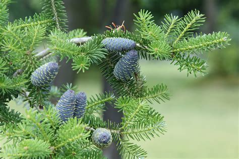 pine needles, pine cones, tree Wallpaper, HD Nature 4K Wallpapers ...