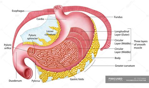 Medical illustration of human stomach anatomy — pylorus, words - Stock Photo | #174716494