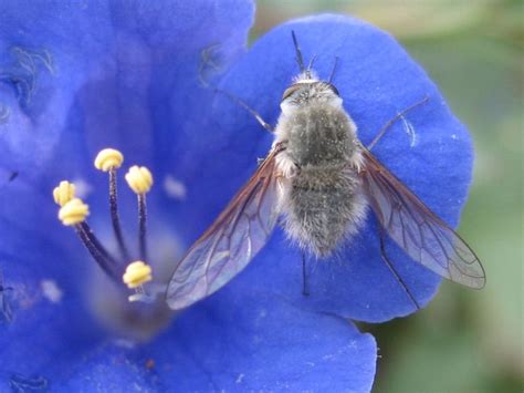 Photos: Amazing Insects of the North American Deserts | Live Science