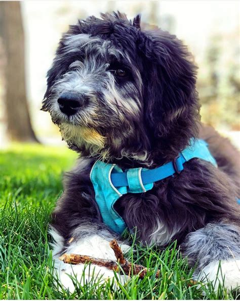 Aussiedoodle Colors - PTK Ranch