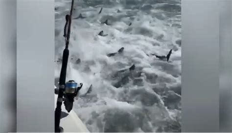 Shark Feeding Frenzy Caught on Video - Montana Hunting and Fishing Information