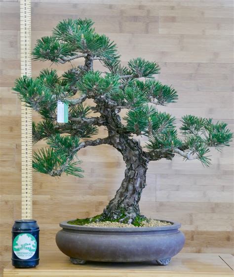 Kotobuki Japanese Black Pine Bonsai - Greenwood Bonsai Studio