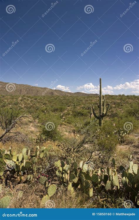 Cacti in the Sonoran Desert Stock Photo - Image of american, bush: 15850160