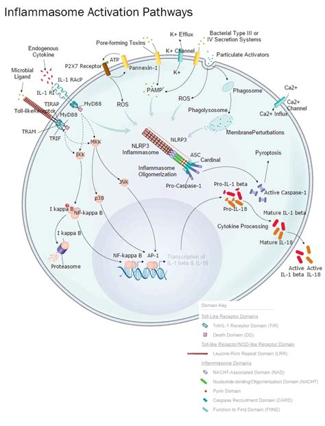 Inflammasome Pathway