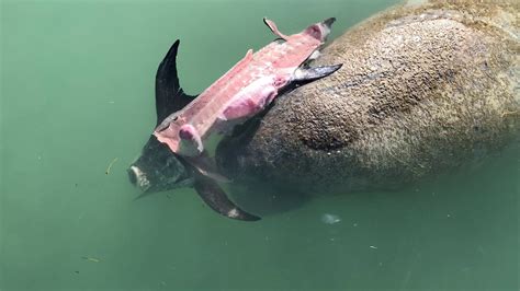 Manatee Eating A Swordfish Carcass - YouTube