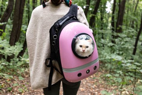 10 Best Cat Backpack That Give Comfort and Safety