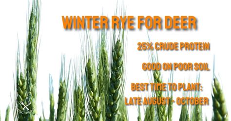 Winter Wheat vs Winter Rye For Deer - eatingthewild.com