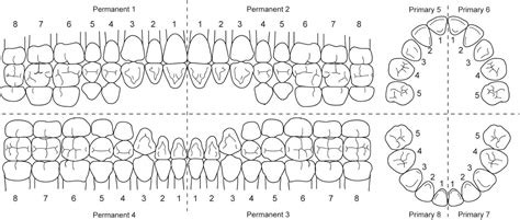 Dental Tooth Numbers Chart | Teeth Numbers And Names system | Dental ...