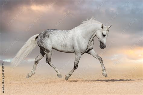 Beautiful grey horse run at sandy field Stock Photo | Adobe Stock