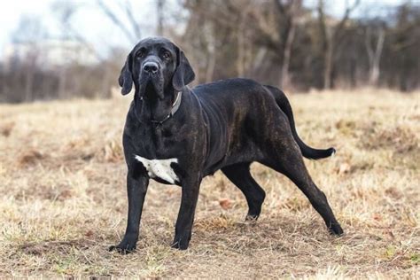 Fila Brasileiro : Facts, Puppy, Breeders, Characteristics, Temperament ...