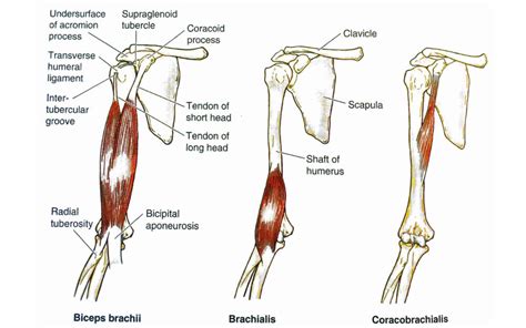 1 Simple Bicep Stretch To Improve Flexibility In Your Biceps