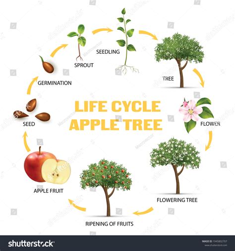 Apple tree life cycle infographic set realistic - Royalty Free Stock Vector 1945802707 - Avopix.com