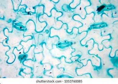 228 Lower Epidermis Images, Stock Photos & Vectors | Shutterstock