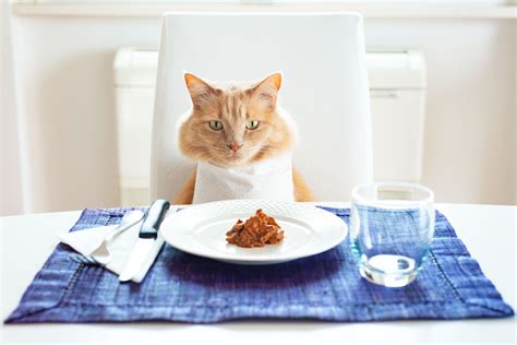 DIY Guide to Homemade Cat Food | Oakland Veterinary Referral Services