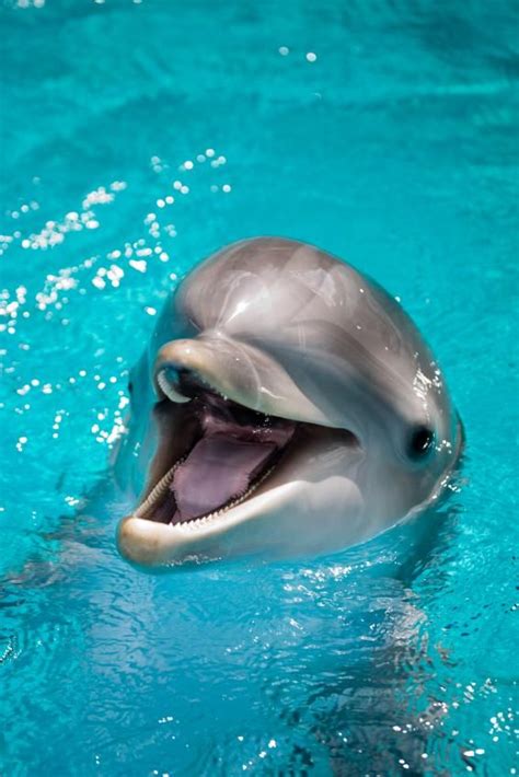 Dolphin cognitive abilities raise ethical questions, says Emory neuroscientist Dolphin Photos ...