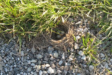 Horned Lark nest | The female horned lark flew the nest when… | Flickr