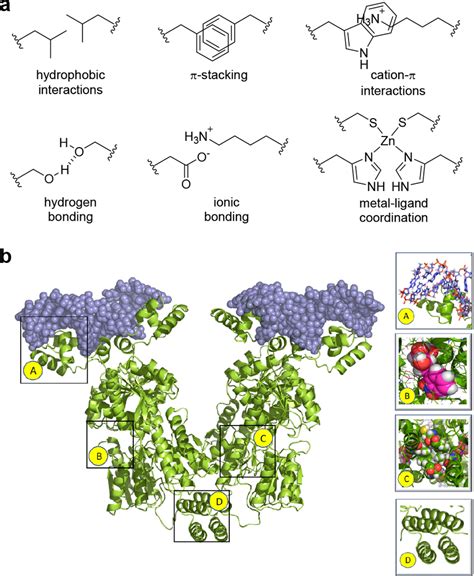 (a) Intermolecular interactions utilized in biomolecular assembly. (b ...