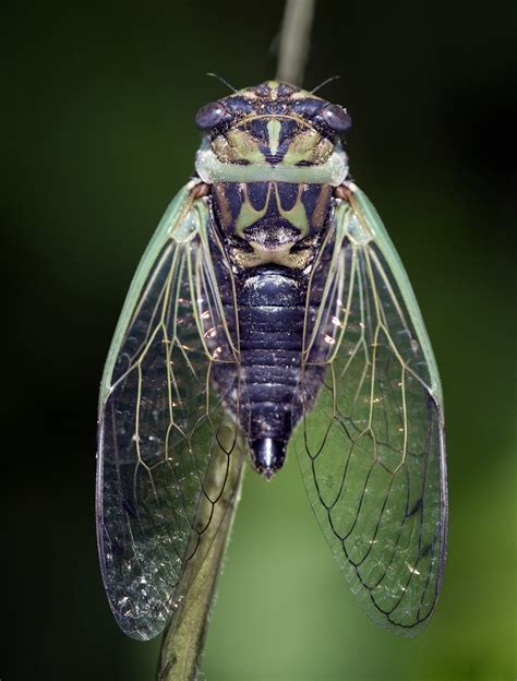 Ask A Master Gardener: Cicadas--Loud but Harmless to Plants