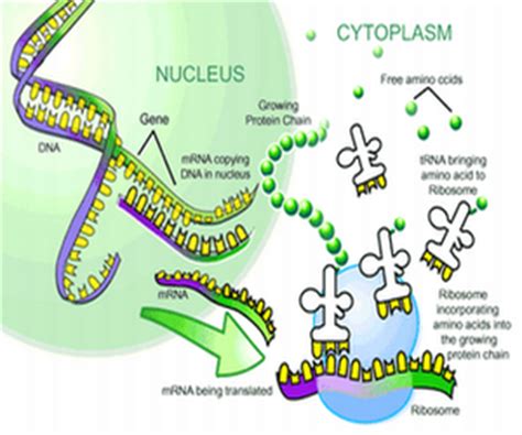 What Is Protein Synthesis - Protein Synthesis