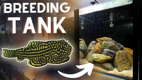 Hillstream Loach BREEDING Tank Setup!