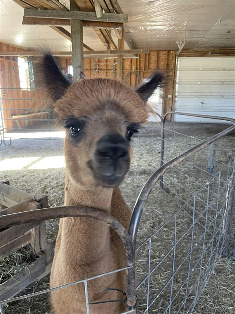 Alpaca & Llama Private Farm Tour Experience - Alpacas of Montana